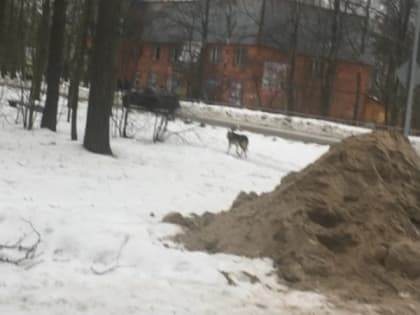 Жители карельского поселка отбивались от пришедшего волка лопатой