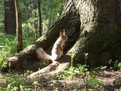 В последний день мая в Карелии пройдут дожди