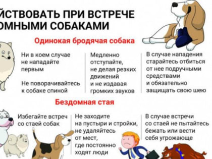 О безопасности общения детей с бездомными и домашними животными.