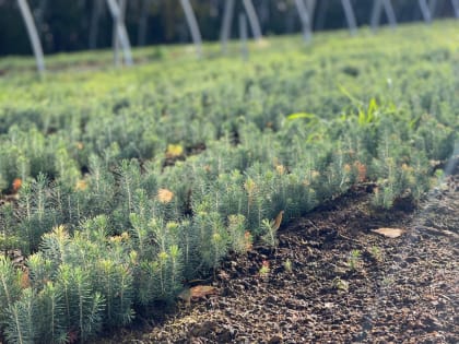Полтора миллиона саженцев ели выросли в новых теплицах нововилговского питомника