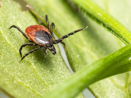 В Карелии клещи покусали почти 1,5 тысячи человек