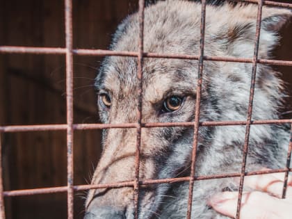 Студенты Института биологии ПетрГУ познакомились с волкособами