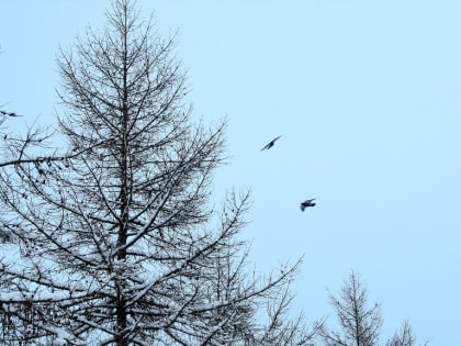 Лиственница – дерево горняков