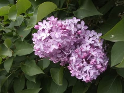 Еще один летний день ждет жителей и гостей Карелии