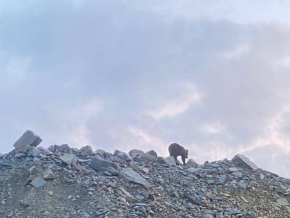 Осторожно: дикие звери в карьере и на фабрике