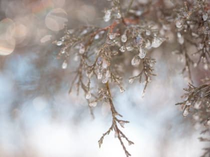 Плюсовая температура установится сегодня в Карелии