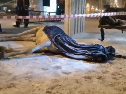 Лошадь убило током от информационного табло