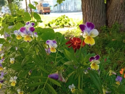 Температурный рекорд побит в Петрозаводске