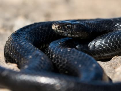 Змея заползла в винный магазин в Олонце и всех напугала