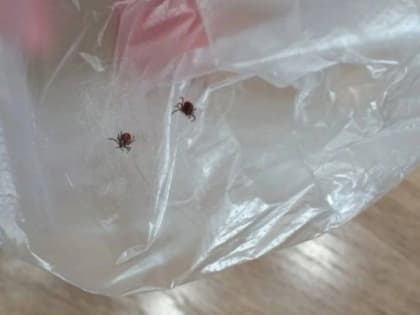 В Петрозаводске начался сезон клещей