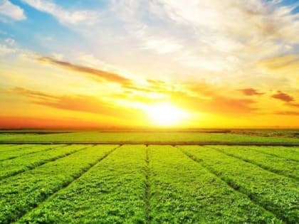 Для фермеров Карелии нашли 12 свободных участков