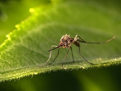 Врач сообщил о случаях малярии на Северо-Западе России