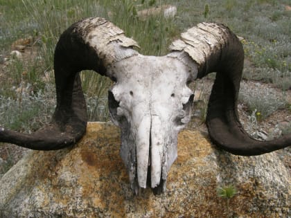 В Петрозаводске ремонтируют могильник с сибирской язвой