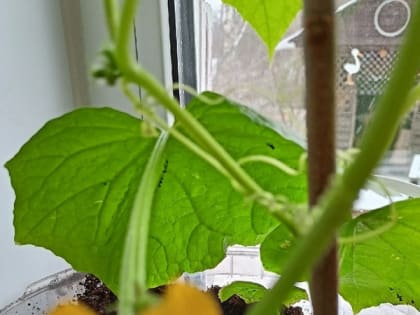 Дачники проснулись. Посевная на подоконниках в самом разгаре