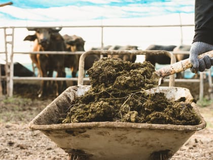 Названы суммы штрафов для россиян за неправильное обращение с навозом и пометом