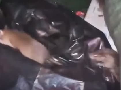 В Петрозаводске скоро станет меньше крыс