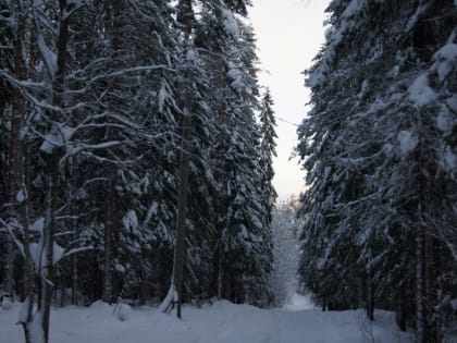 Жителей Карелии предупредили о морозах