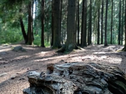 В некоторых районах Карелии сегодня пройдут небольшие дожди