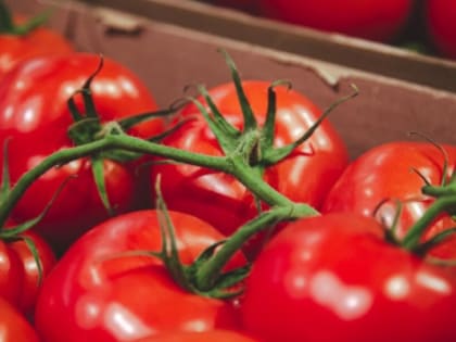 Российские производители столкнулись с нехваткой импортных семян