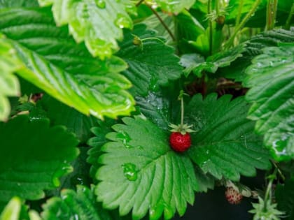 Диетолог рассказала о пользе лесной ягоды, растущей и в Карелии