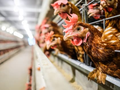 За год в Карелии почти на 10% уменьшилось производство яиц