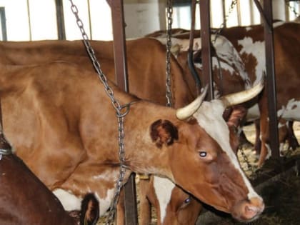 Ни господдержки, ни «госмолока». Завод в Медгоре сократил производство