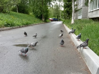 Рабочая неделя в Карелии начнется с потепления