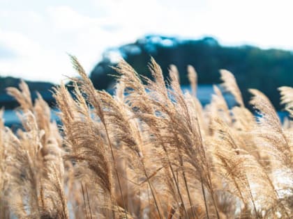 В России начали массово внедрять мискантус