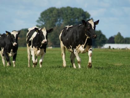Стало известно, сколько молока дает одна корова