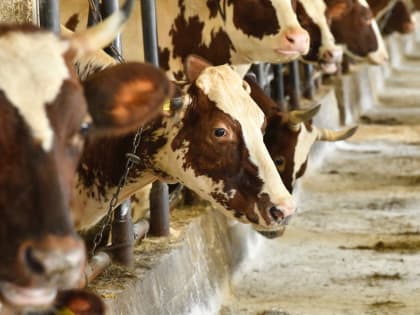 Совхоз «Ведлозерский» построит новую ферму при поддержке правительства Карелии