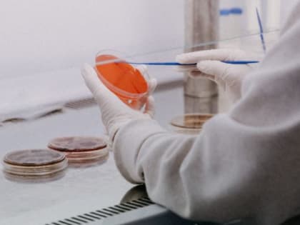 Ученые оценили пользу чайного гриба