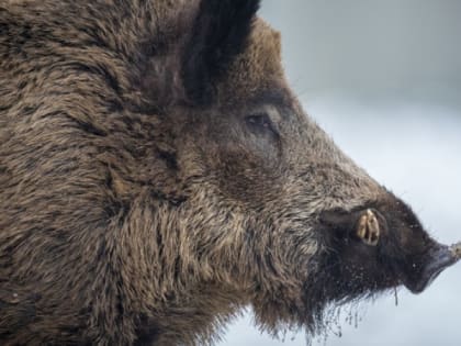Добытых охотниками кабанов неверно проверяли на опасное заболевание