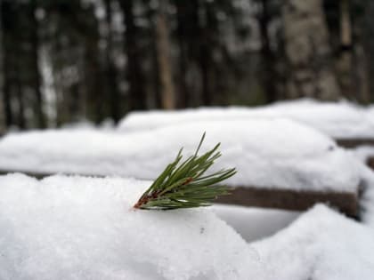 Без существенных осадков и сильных холодов: прогноз погоды на 23 января