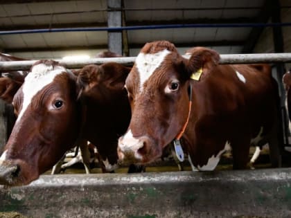 Ключевые достижения в области сельского хозяйства представили на ВДНХ