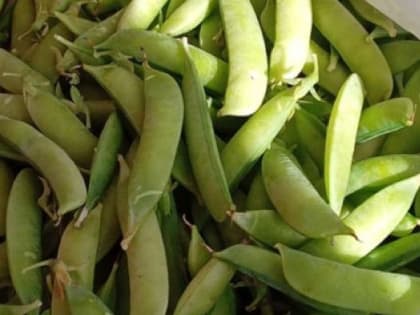 Карельские огородники хвалятся хорошим урожаем овощей