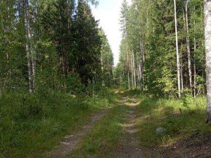 Клещи продолжают заражать опасными инфекциями жителей Карелии