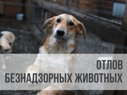Отлов безнадзорных животных!