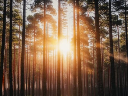 Сбер оценивает потенциальный ущерб российской экономики от климатических рисков в более чем 12 трлн рублей до 2030 года