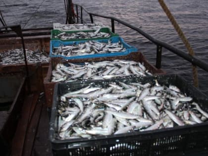 В Минсельхозе Карелии рассказали, где местные компании выловили больше рыбы