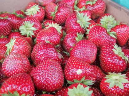 Жители Карели «вкусили» 10 тонн лета