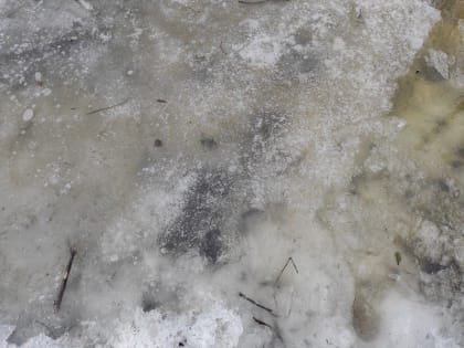 И потекло… Прогноз погоды в Карелии на 14 января