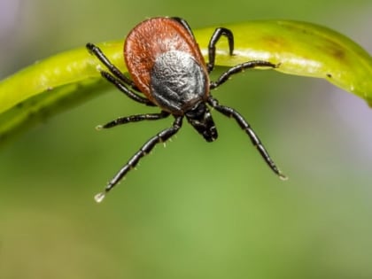 Клещи продолжают атаковать жителей Карелии и осенью