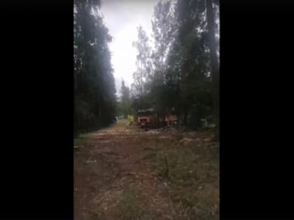 Депутат посчитала пни и назвала стоимость срубленных в сквере елей