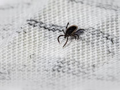 От укусов клещей в Карелии пострадали уже 415 человек