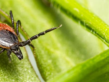 Более двухсот человек пострадали от нападений клещей в Сортавальском и Лахденпохском районах