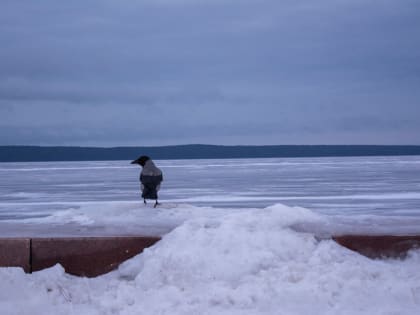 Петрозаводчанин рассказал о стрелке, который убивает птиц в городе