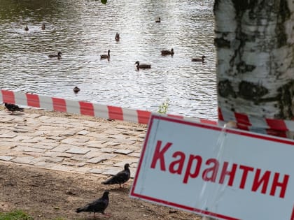 Минсельхоз рассказал о ситуации с птичьим гриппом в Петрозаводске