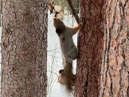 «Кормить с ладони нельзя». Врач рассказала, чем можно заразиться при укусе белки