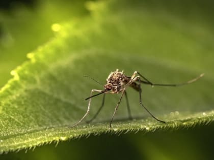 Комары стали чаще заражать россиян паразитами