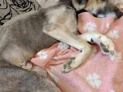 Пончика, которого спасли петрозаводские волонтеры, срочно вернули в клинику: собаке стало хуже